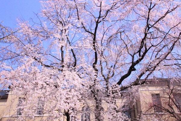 6397-15.3.31祇園しだれ桜　半分より上部全体.jpg